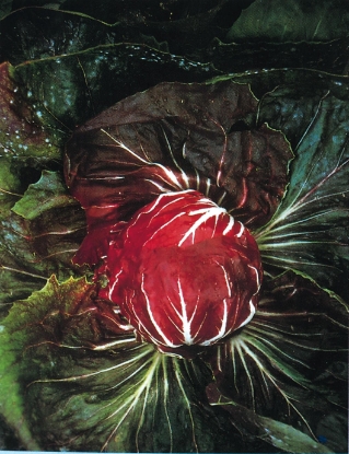 Picture of Chicory Palla Rossa (Radicchio)